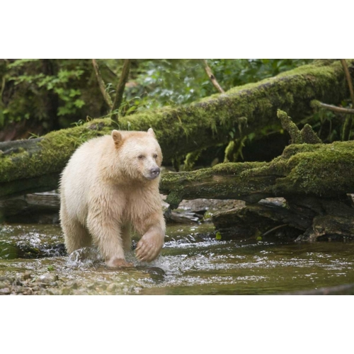 Canada, BC, Princess Royal Island Spirit Bear